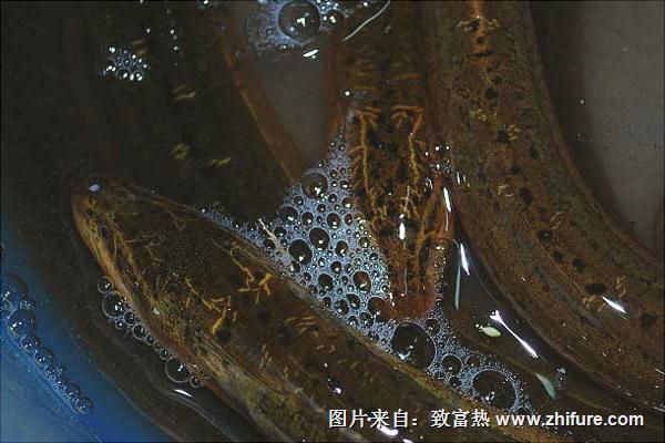 养黄鳝要投资多少钱?