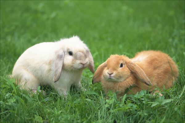 兔子拉稀怎么办?