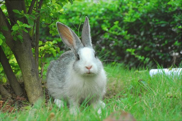 兔子拉稀怎么办?