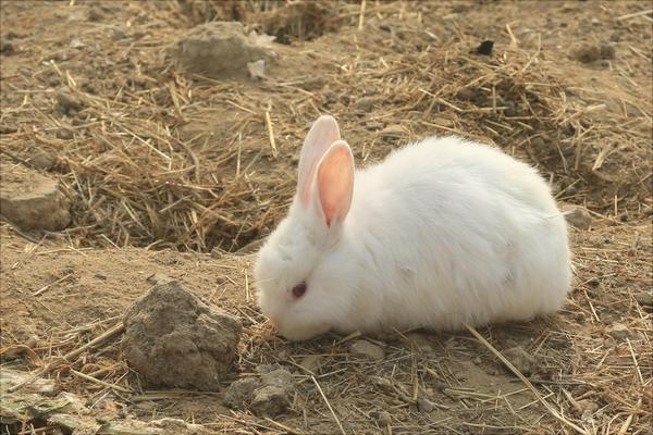 兔子拉稀怎么办?