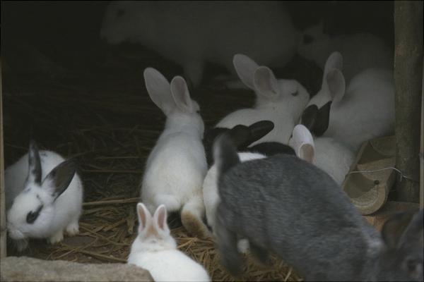 兔子拉稀怎么办?