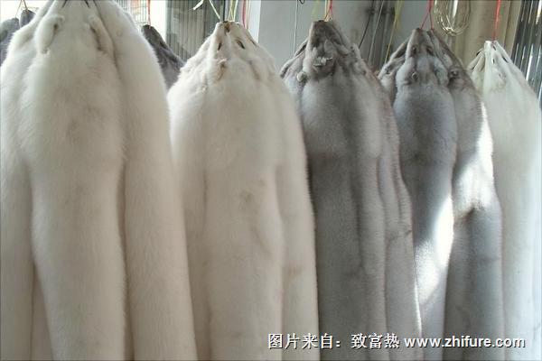 狐狸皮最新价格多少钱一张?