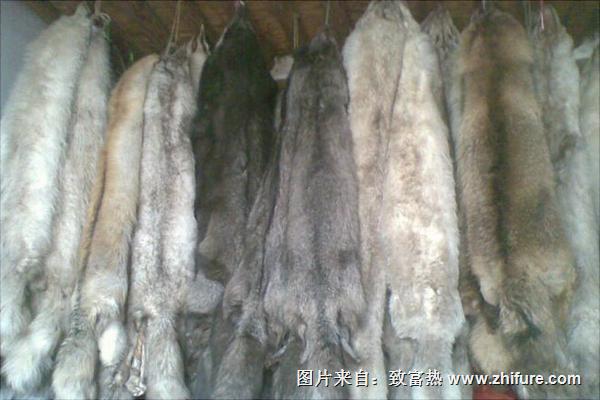 狐狸皮最新价格多少钱一张?