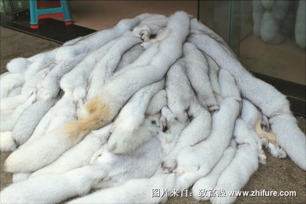狐狸皮最新价格多少钱一张?