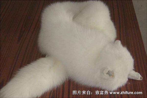 狐狸皮最新价格多少钱一张?