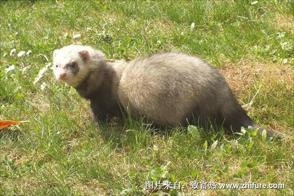 十字貂和水貂哪个好?