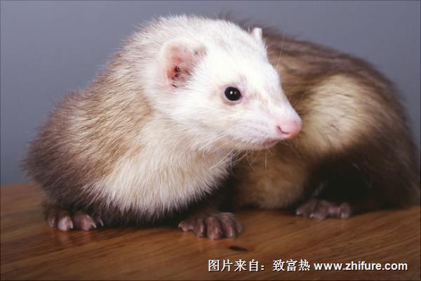 十字貂和水貂哪个好?