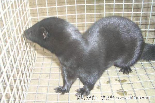 十字貂和水貂哪个好?