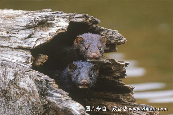 十字貂和水貂哪个好?