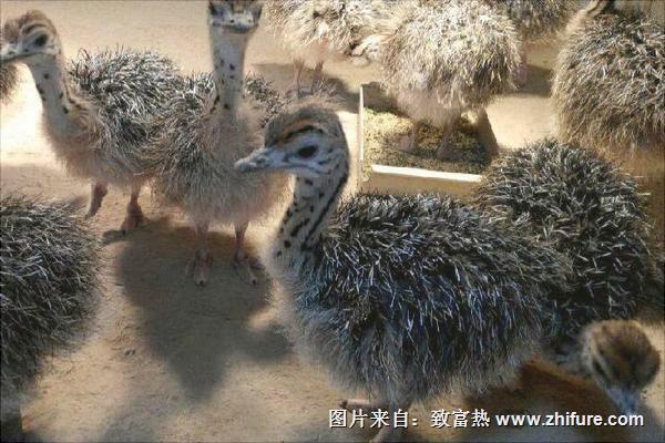 鸵鸟苗多少钱一只?