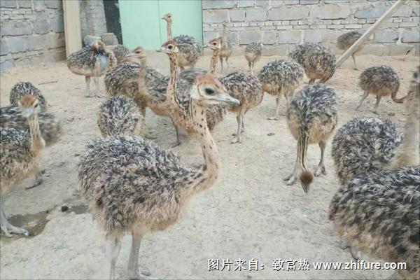 鸵鸟苗多少钱一只?