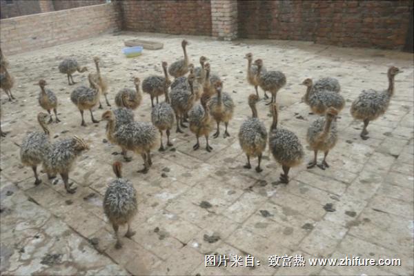 鸵鸟苗多少钱一只?