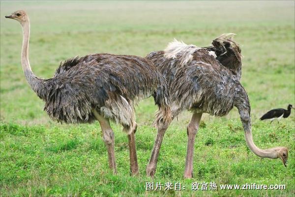 鸵鸟苗多少钱一只?