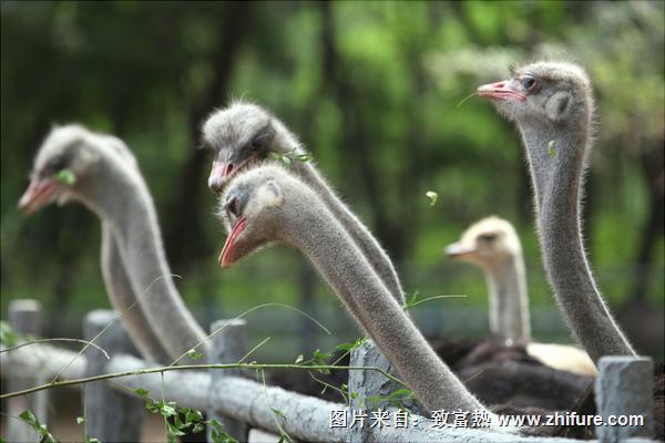 鸵鸟苗多少钱一只?
