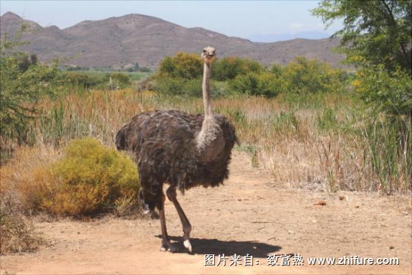 鸵鸟苗多少钱一只?