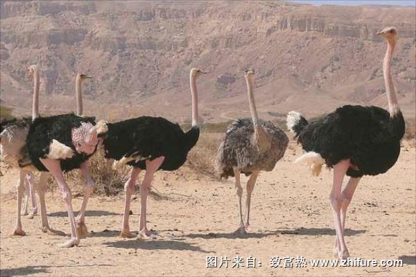 鸵鸟吃什么饲料?