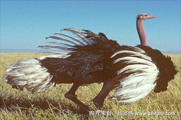 鸵鸟吃什么饲料?