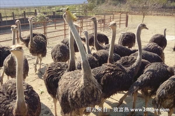 养鸵鸟需要办什么证?