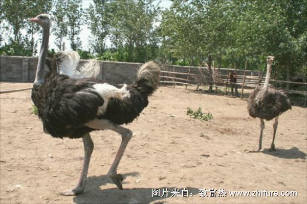 养鸵鸟需要办什么证?