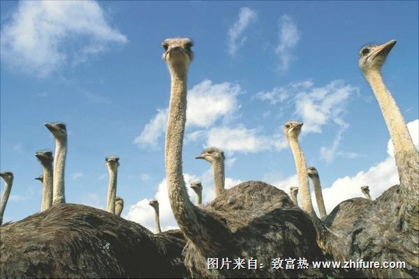 养鸵鸟需要办什么证?