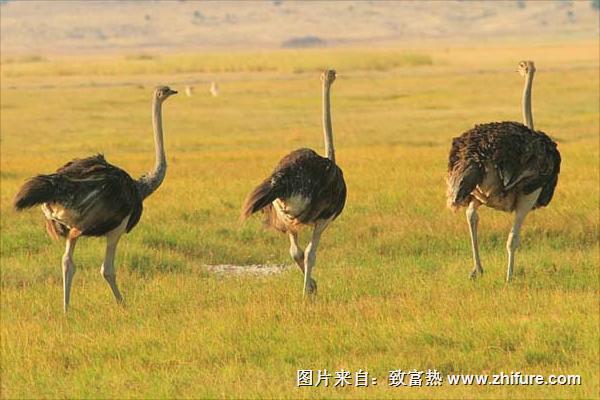 鸵鸟是保护动物吗?