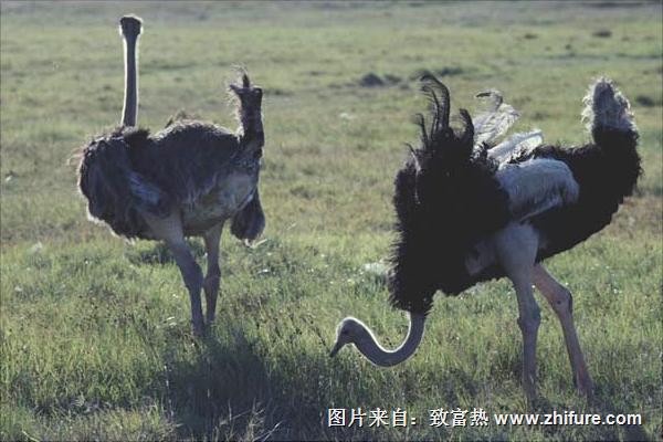 鸵鸟是保护动物吗?