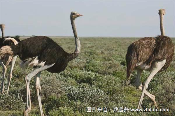 鸵鸟是保护动物吗?