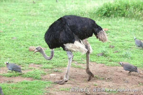 鸸鹋和鸵鸟的区别是什么？