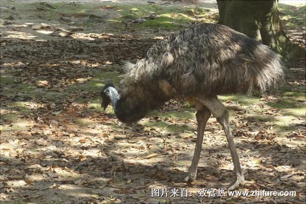 鸸鹋和鸵鸟的区别是什么？