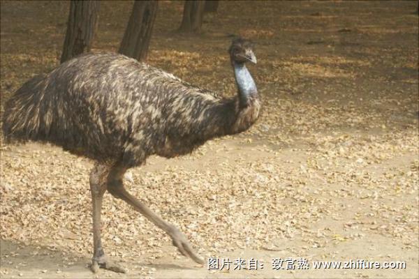 鸸鹋和鸵鸟的区别是什么？