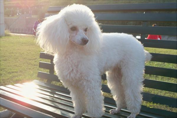 贵宾犬价格多少钱一只？