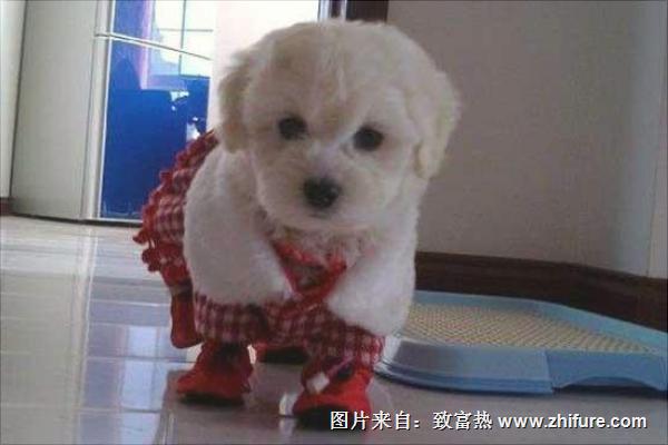 怎样训练比熊犬?