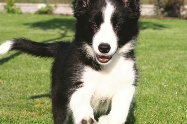 边境牧羊犬图片