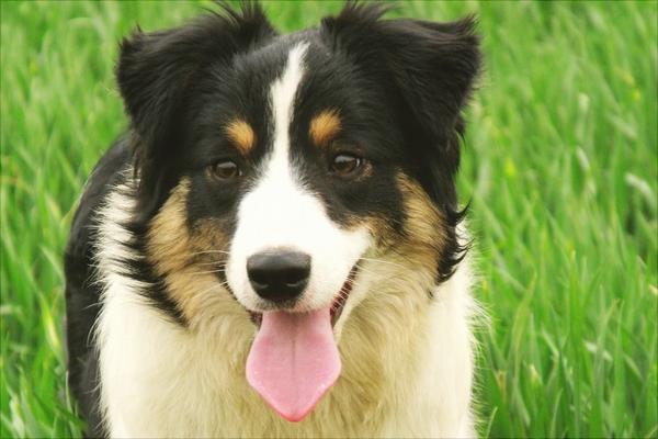 边境牧羊犬价格多少钱一只?