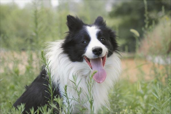 边境牧羊犬价格多少钱一只?