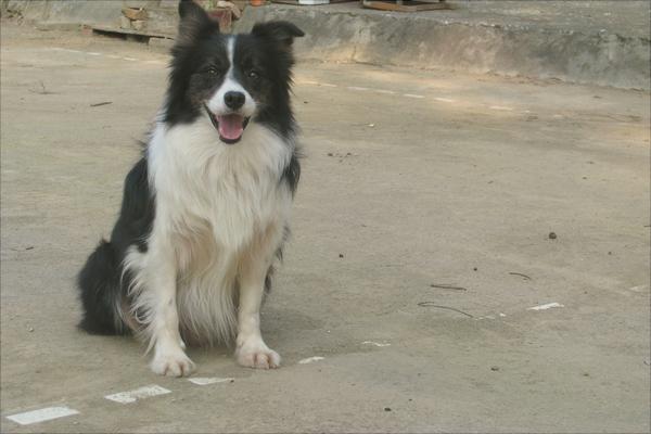 边境牧羊犬价格多少钱一只?