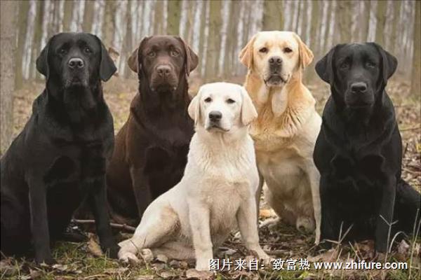 拉布拉多和金毛哪个好?