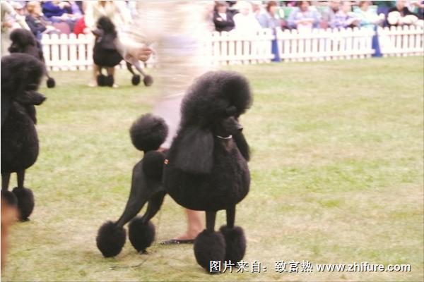  贵宾犬和泰迪的区别是什么？