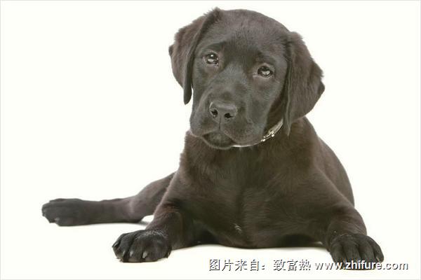 拉布拉多犬好养吗?