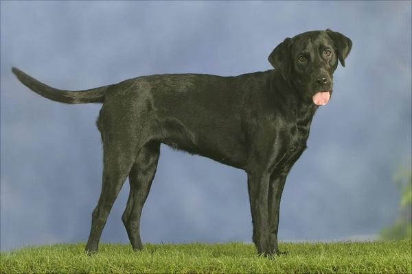 拉布拉多犬好养吗?