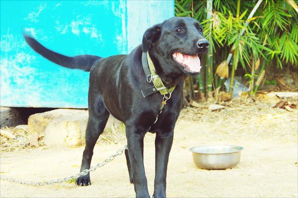 拉布拉多犬好养吗?