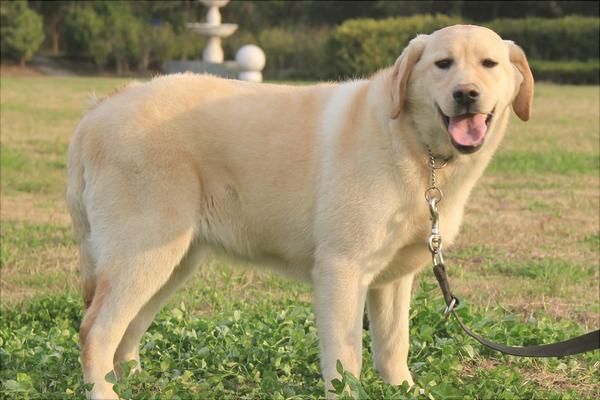 拉布拉多犬好养吗?