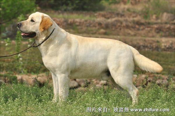 拉布拉多怎么训练?