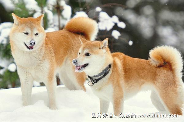 柴犬价格多少钱一只?