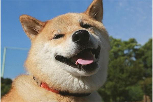 柴犬价格多少钱一只?