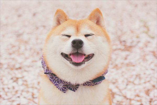 柴犬价格多少钱一只?