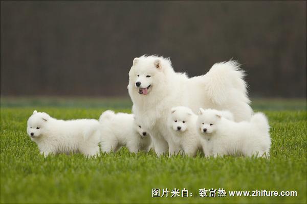 萨摩耶多少钱一只?