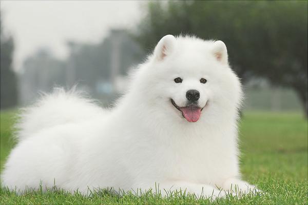 萨摩耶多少钱一只?