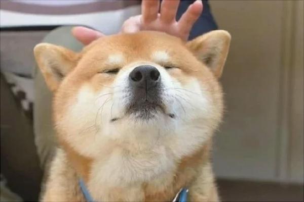 柴犬价格多少钱一只?