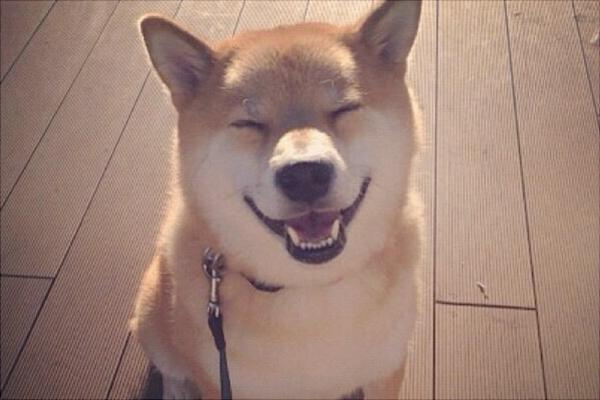 柴犬价格多少钱一只?